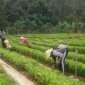 Hạt Kiểm lâm Huyện Lang chánh tích cực triển khai kế hoạch trồng rừng theo quyết định 147.